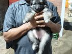 German Shepherd Long Coat Puppies