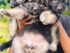 German Shepherd Long Coat Puppies