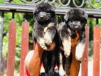 German Shepherd Long Coat Puppies