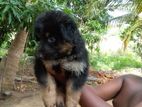 German Shepherd Long Coat Puppies