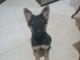 German Shepherd Long Coat Puppies