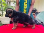 German Shepherd Long Coat Puppies