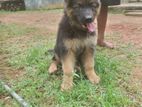 German Shepherd Long Coat Puppies