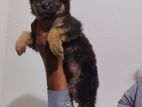 German shepherd long coat puppies