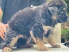 German Shepherd Long Coat Puppies