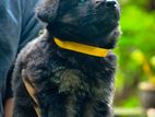 German Shepherd Long Coat Puppies