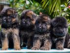 German shepherd long coat puppies