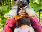 German Shepherd Long Coat Puppies