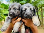 German Shepherd Long Coat Puppies