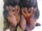 German shepherd long coat puppies