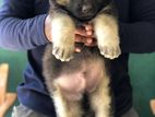 German Shepherd Long Coat Puppies