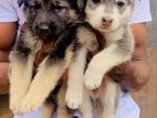 German Shepherd Long Coat Puppies