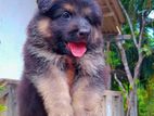 German Shepherd Long Coat Puppies