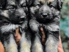 German Shepherd Long Coat Puppies