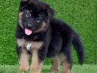 German Shepherd Long Coat Puppies