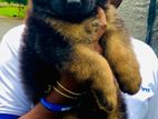 German Shepherd Long Coat Puppies