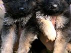 German Shepherd Long Coat Puppies