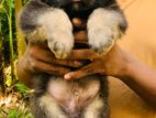 German Shepherd Long Coat Puppies