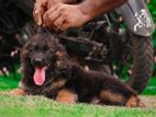 German Shepherd Long Coat Puppies