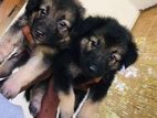 German Shepherd Long Coat Puppies