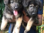 German Shepherd Long Coat Puppies