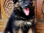 German Shepherd Long Coat Puppies