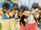 German Shepherd Long Coat Puppies