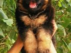 German Shepherd Long Coat Puppies