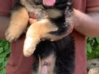 German Shepherd Long Coat Puppies