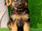 German Shepherd Long Coat Puppies