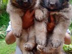 German Shepherd Long Coat Puppies