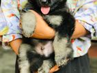 German Shepherd Long Coat Puppies