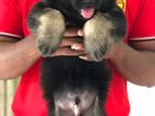 German Shepherd Long Coat Puppies