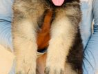 German Shepherd Long Coat Puppies