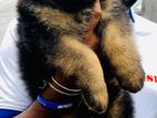 German Shepherd Long Coat Puppies