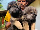 German Shepherd Long Coat Puppies