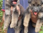 German Shepherd Long Coat Puppies
