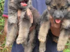 German Shepherd Long Coat Puppies