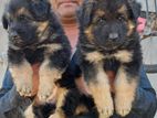 German Shepherd Long Coat Puppies