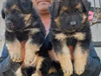 German Shepherd Long Coat Puppies