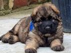 German Shepherd Long Coat Puppies