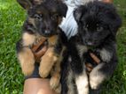 German Shepherd Long Coat Puppies