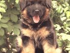 German Shepherd Long Coat Puppies
