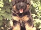 German Shepherd Long Coat Puppies