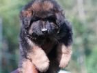 German Shepherd Long Coat Puppies