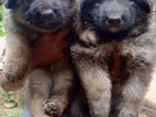 German Shepherd Long Coat Puppies