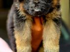 German Shepherd Long Coat Puppies