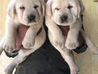 Labrador Puppies