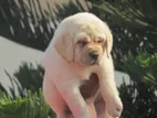 Labrador Puppies