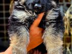 German Shepherd Long Coat Puppies